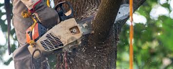 Best Lot and Land Clearing  in Belmont, VA