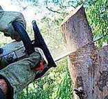 Best Tree Risk Assessment  in Belmont, VA