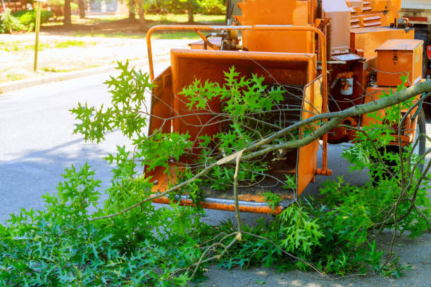 Professional Tree Services in Belmont, VA