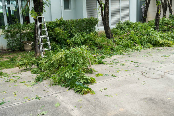 Best Hazardous Tree Removal  in Belmont, VA