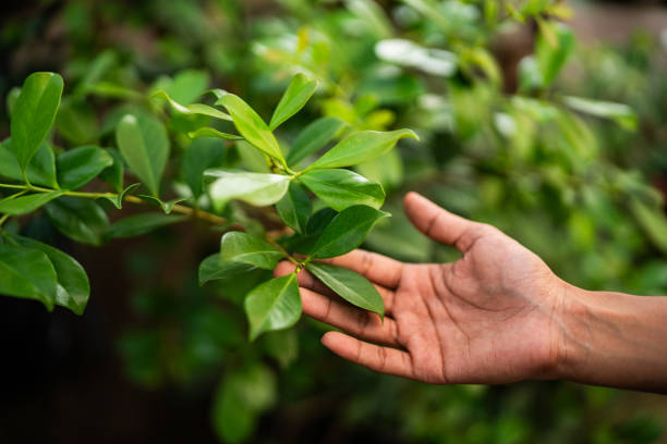 Best Tree Health Inspection  in Belmont, VA