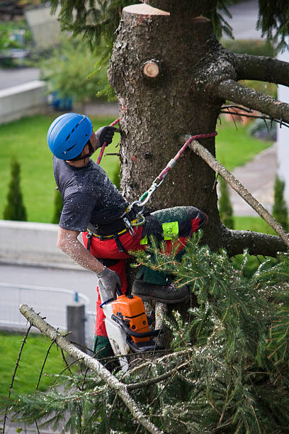 Best Palm Tree Trimming  in Belmont, VA