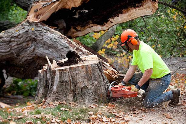 Best Emergency Tree Removal  in Belmont, VA