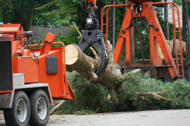 Best Weed Control  in Belmont, VA