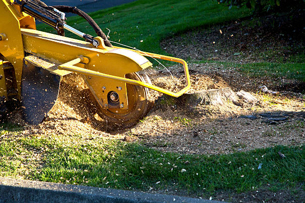 Best Tree Maintenance Programs  in Belmont, VA