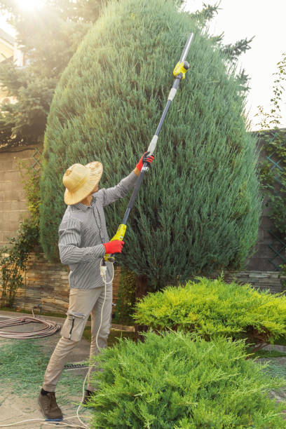Best Grass Overseeding  in Belmont, VA