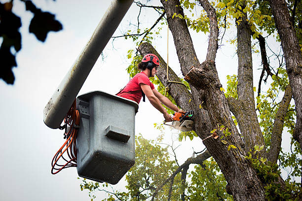 Best Firewood Processing and Delivery  in Belmont, VA