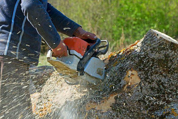 Best Lawn Seeding  in Belmont, VA